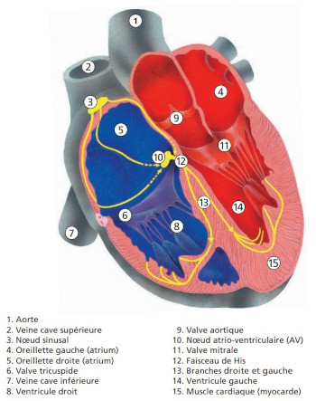 coeur + explication
