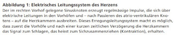 Herz Bild 1
